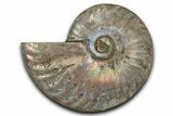 Silver Iridescent Ammonite (Cleoniceras) Fossil - Madagascar #346731-1